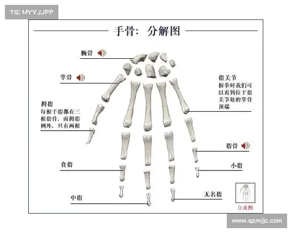 探讨中国人体骨骼的独特之处及其文化影响 探讨中国人体骨骼的独特之处及其文化影响
